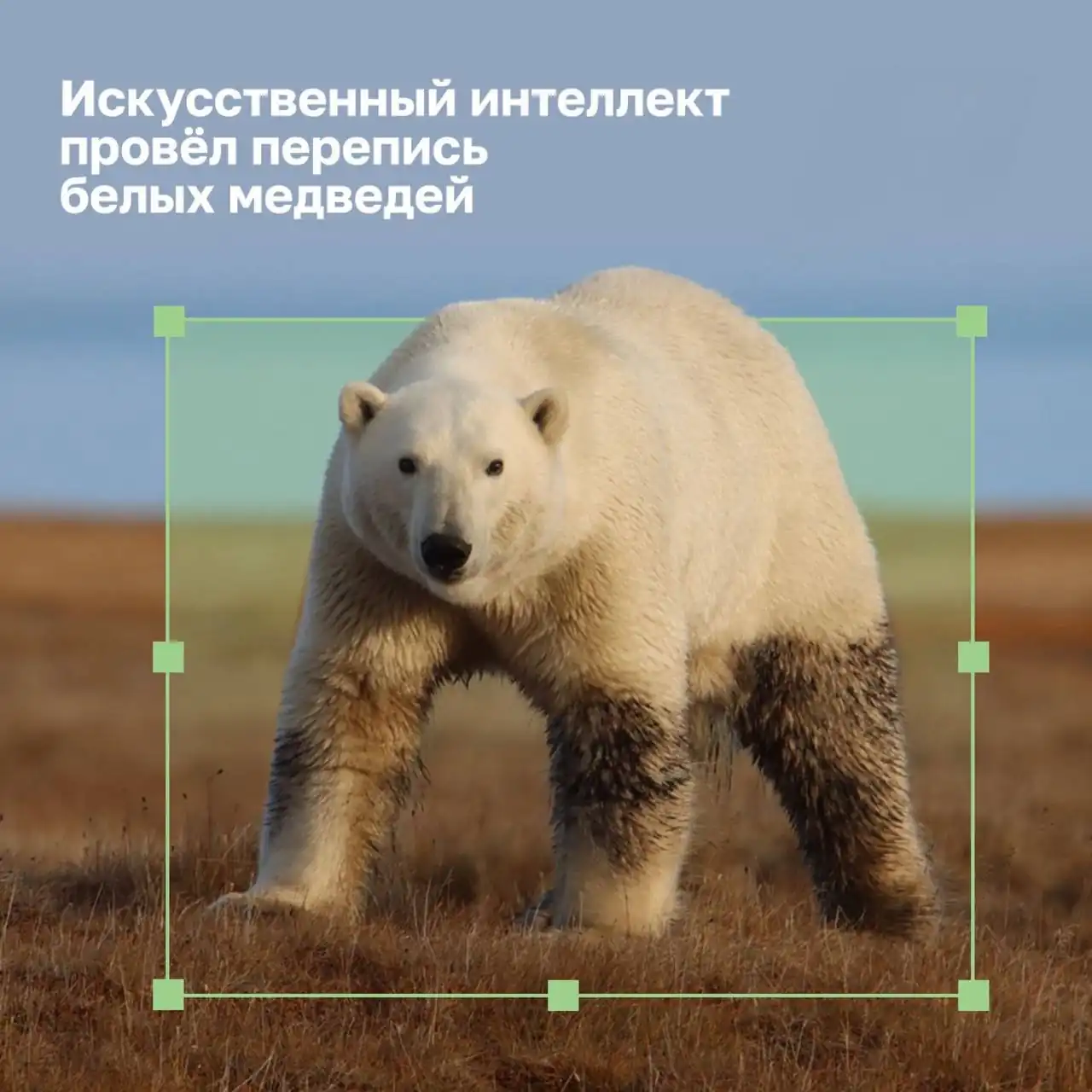 Искусственный интеллект провёл перепись белых медведей
