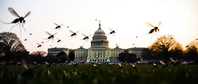 Дональд Трамп подписал указ о масштабном уничтожении инвазивных видов насекомых в Вашингтоне