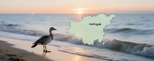Возвращение тюленей к океанским волнам под Калининградом