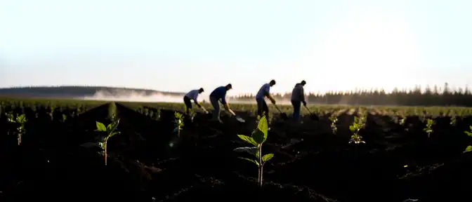 Масштабное озеленение Ямала завершилось высадкой более 25 тысяч деревьев и кустарников
