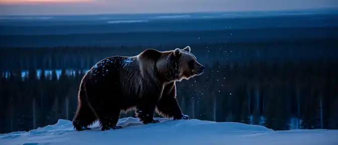Погрешности в методах мониторинга могут занижать реальное количество бурых медведей в России