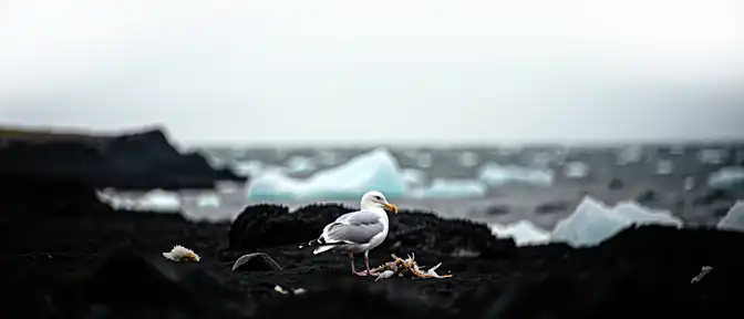 Роль белых чаек в очистке арктической экосистемы подтвердил эксперт Кандалакшского заповедника